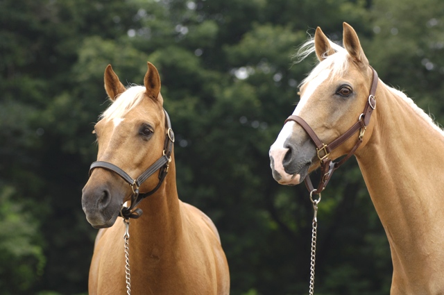 12月6日は「音の日」・馬の「耳」の不思議：馬ってどんな動物